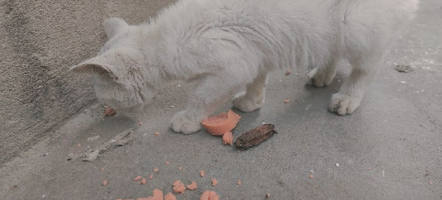 养猫科普：流浪猫吃火腿肠吗？