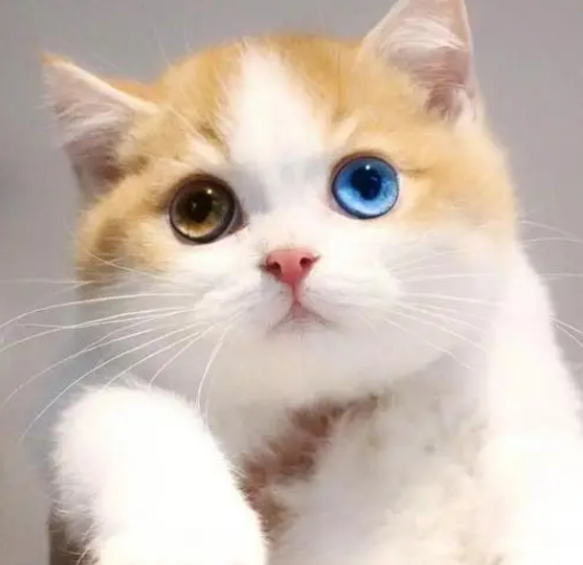 异瞳猫白猫为什么不能养？了解一下