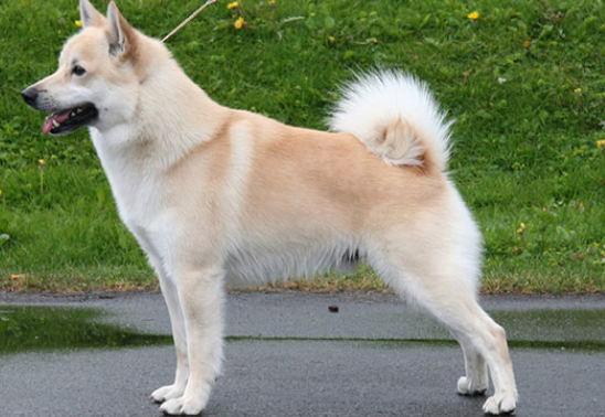 挪威布哈德犬有耳螨如何治疗？去耳螨的方法？
