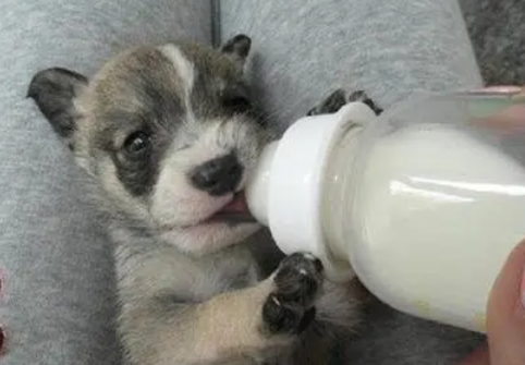 小奶狗可以喝牛奶吗？今天带你了解！
