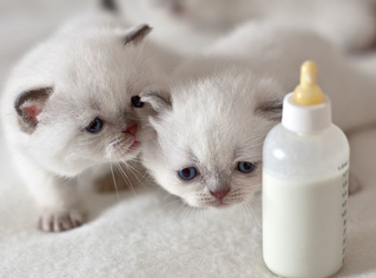 今日科普：舒化奶喂小奶猫可以吗？