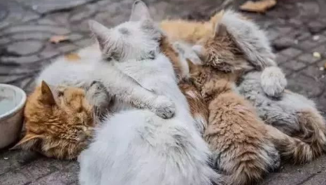 流浪猫冬天怎么过冬？此文帮你解答