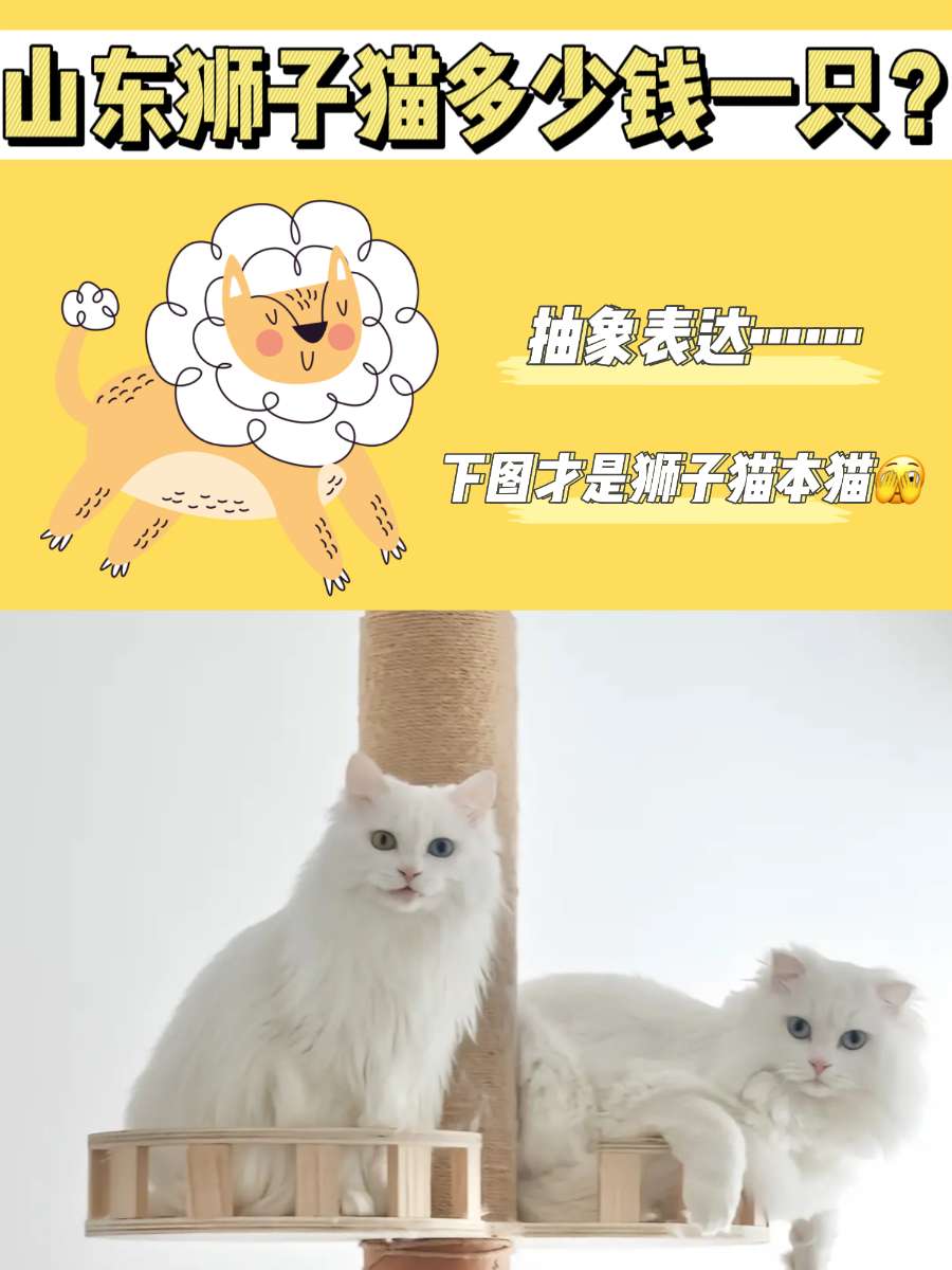 山东狮子猫多少钱一只？异瞳狮子猫超美好嘛