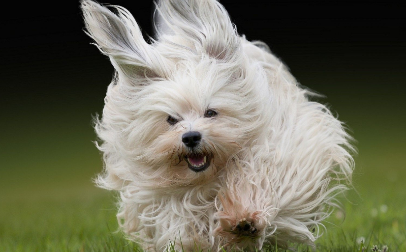 哈瓦那犬耳朵怎么清洁？该怎么做？