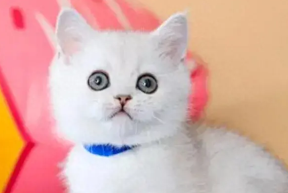 太卷了！宠物界也有容貌焦虑？你想让自家猫狗变美吗？