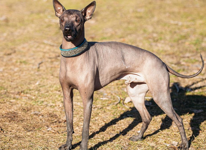 墨西哥无毛犬每天喂几次？每日两餐如何？
