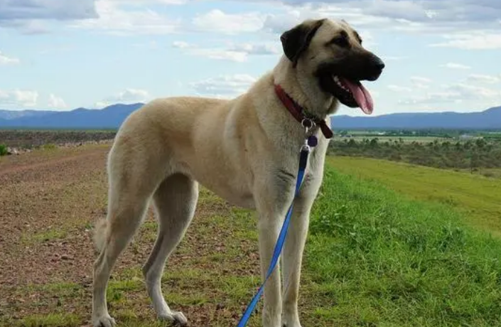 怎么训练安纳托利亚牧羊犬听话？该怎么做？
