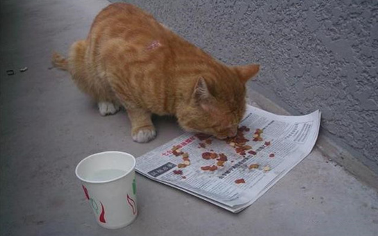 流浪猫带回家要做什么检查，你了解多少？