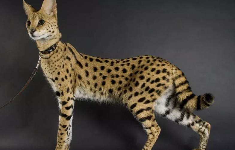 萨凡纳猫和薮猫的区别有哪些？具体怎么区分它们？