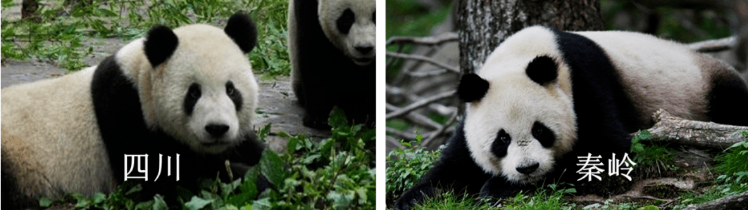 大熊猫有几种亚种？亚种数量令人惊讶