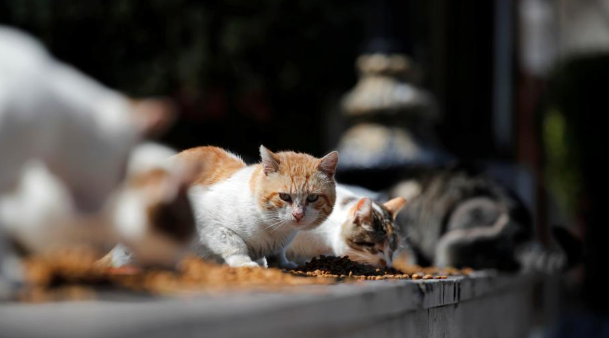 养宠知识：流浪猫冬天在什么地方睡觉？