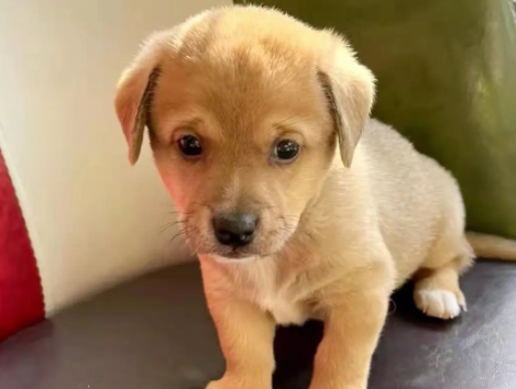 导盲犬如何选拔？小奶狗需要接受什么训练？