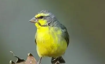 吉达鸟会繁殖吗？饲主来看看吧