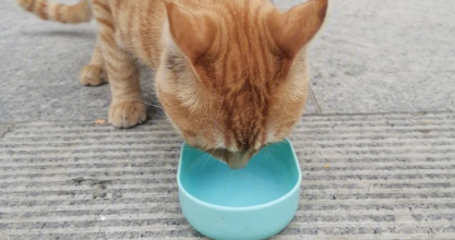 觉得流浪猫可怜？那么可以给流浪猫喂什么？