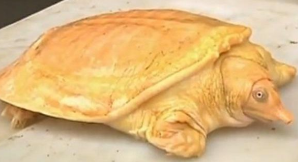 黄金鳖怎么养？饲养需要注意什么？