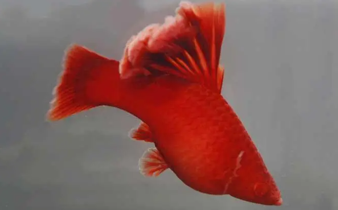 鱼友科普：红箭鱼长得快的饲养方法？