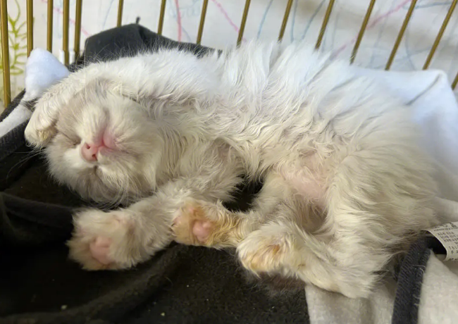 小奶猫睡觉抽搐正常吗？这里有解答