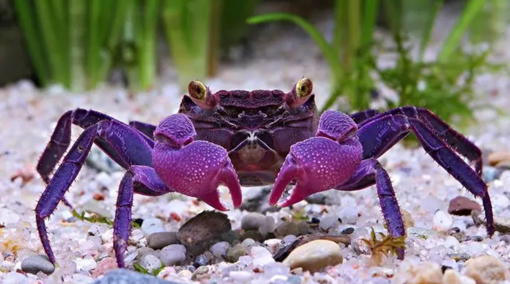 宠物螃蟹吃什么，喂食频率是怎样的？