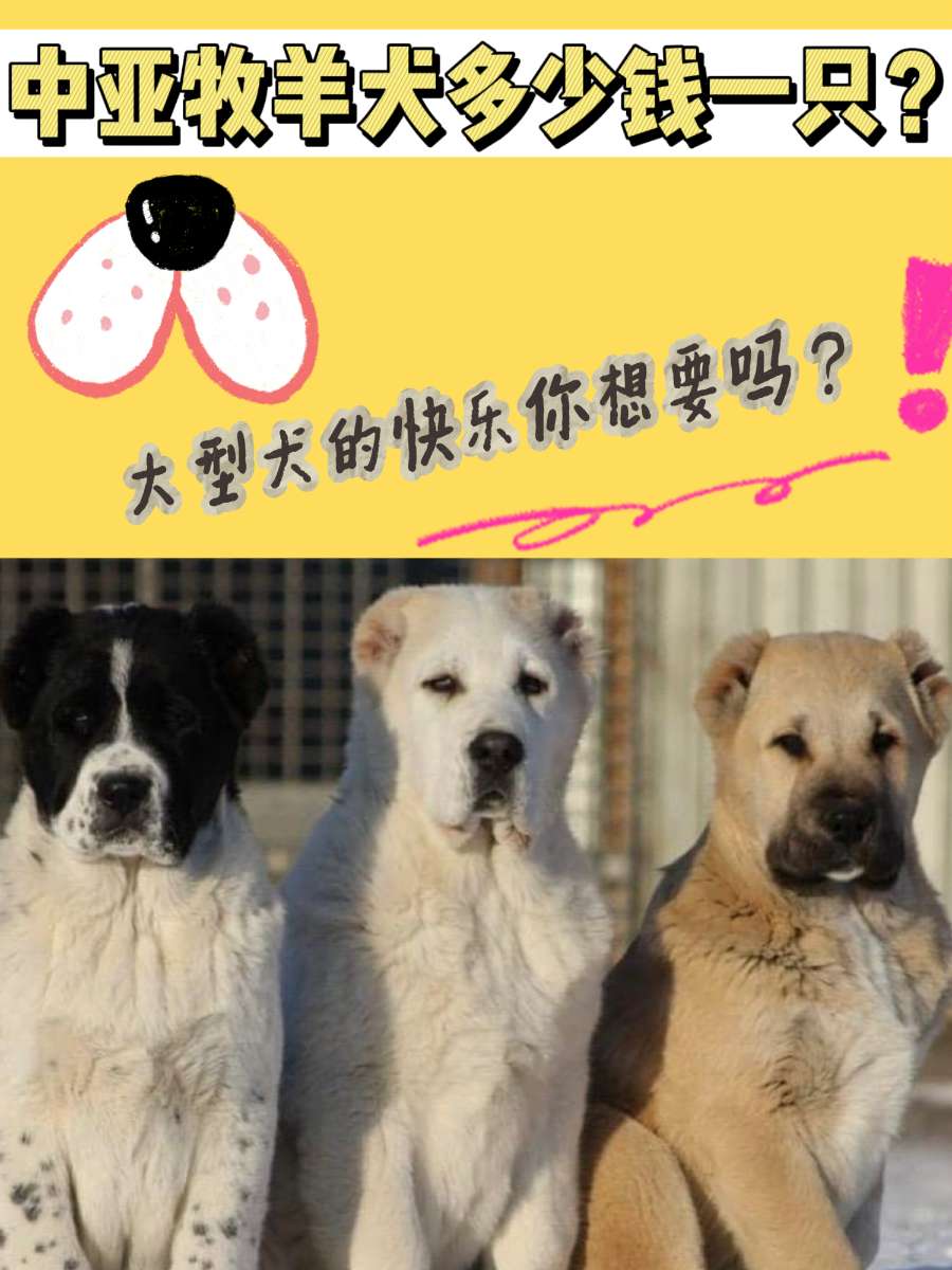 中亚牧羊犬多少钱一只？大型犬的快乐想要吗