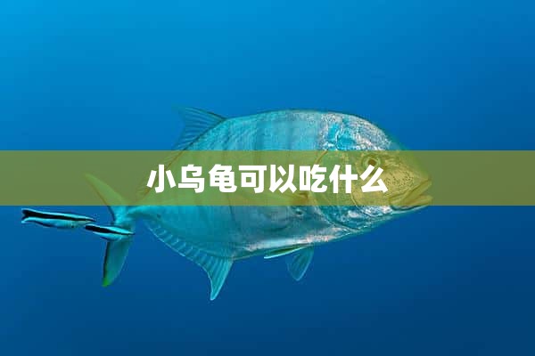 小乌龟可以吃什么