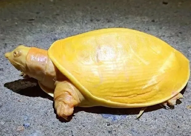 黄金鳖是什么动物？感兴趣的来看看吧