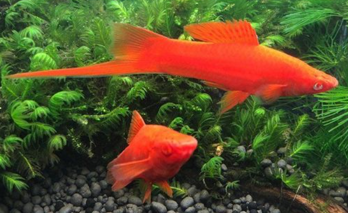 鱼友科普：红箭鱼长得快的饲养方法？