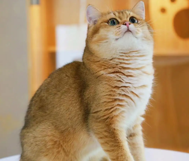 为什么金渐层猫不会叫？是一种怎样的特质？
