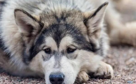 阿拉斯加犬感冒了怎么办？本文告诉你