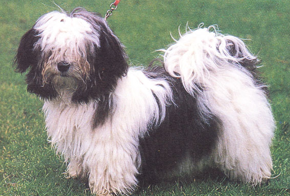 哈瓦那犬怎么修剪指甲？这里有小技巧！