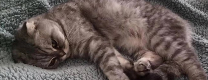养猫少女的猫粮推荐——希尔思