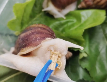 养宠小知识：宠物蜗牛有哪些品种